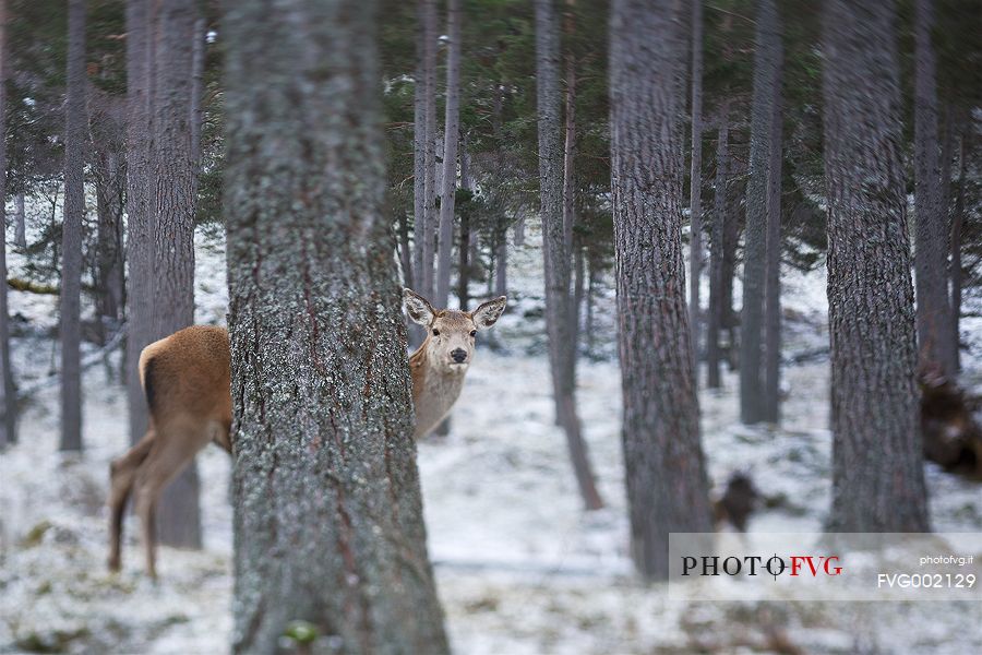 A deer plays hide and seek in the  forest