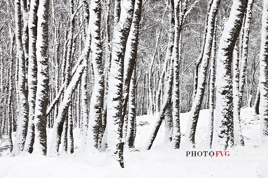 Winter 2011. Tay Forest was covered of snow