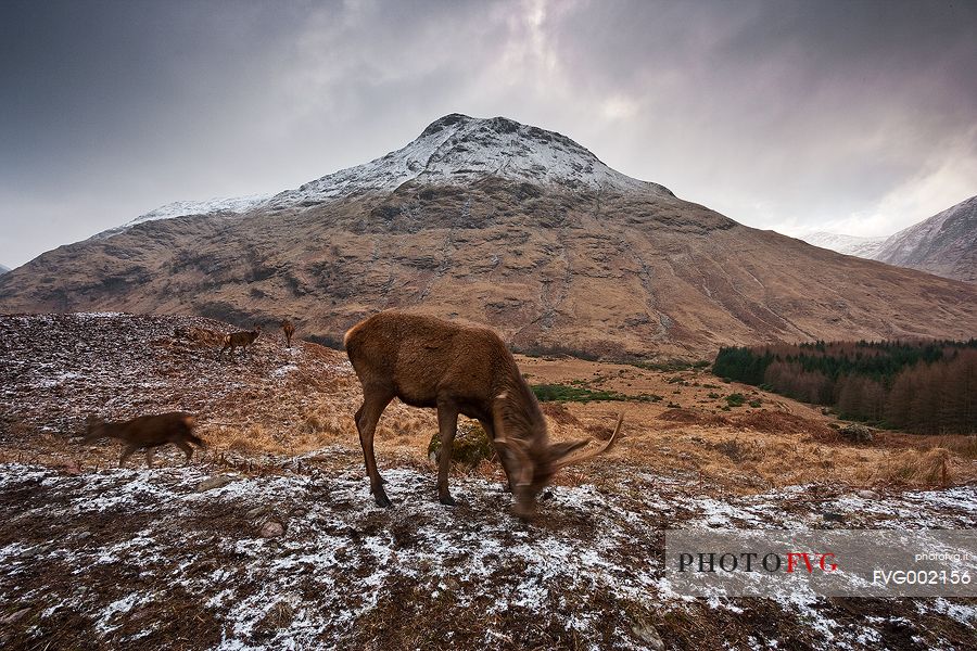 Deers are looking for food during Winter time