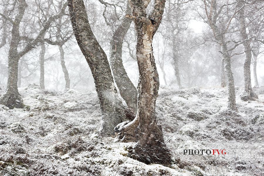 Epic and poetic winter at Braemar where the forest became magic during a snowy day