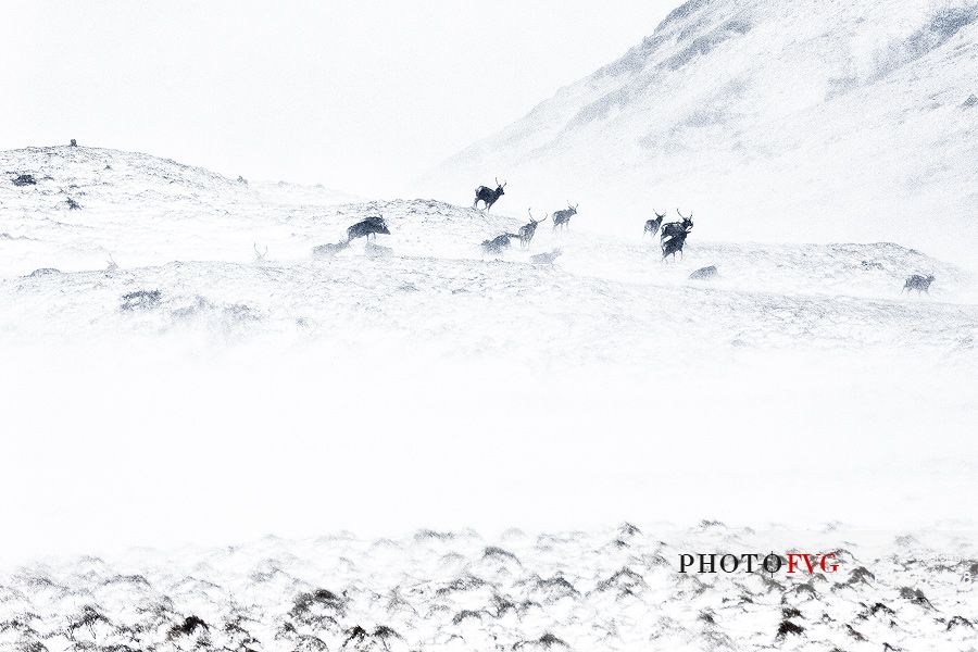 The great escape of a group of deers during a strong gales and snow storm