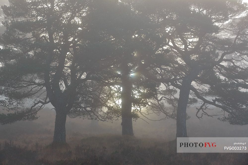 A group Scot Pines embraced a misty sunrise