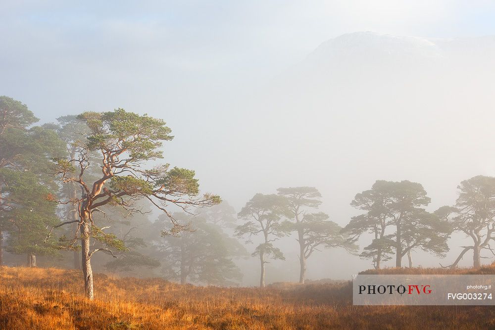 Misty Morning at Bridge Of Orchy
