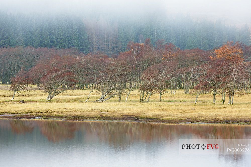 Trees surraunded by the fog at sunrise