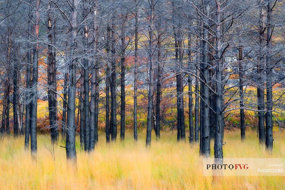 Wind and black Pines shape a surreal landscape