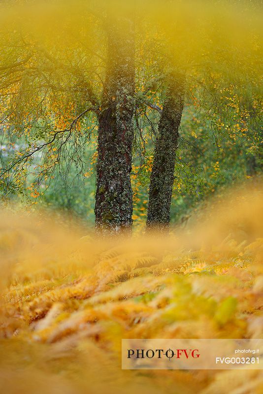 Autumn colours invading a birches forest