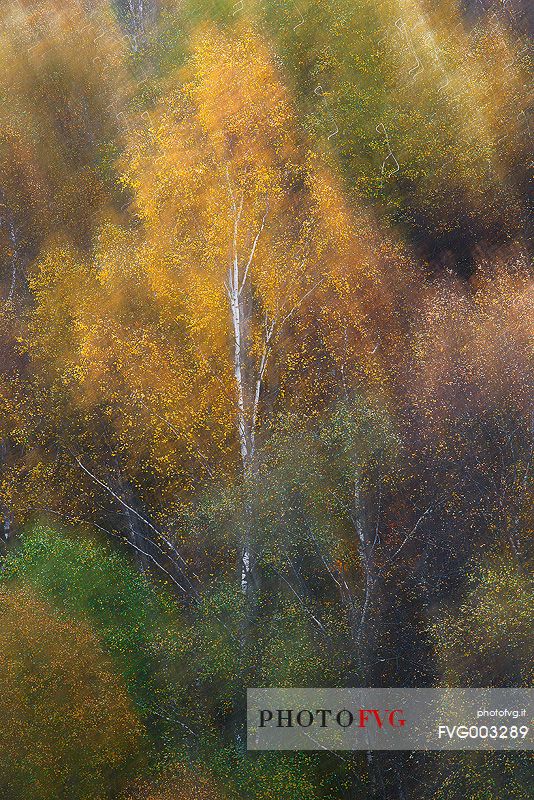 An Abstract vision of Autumn
