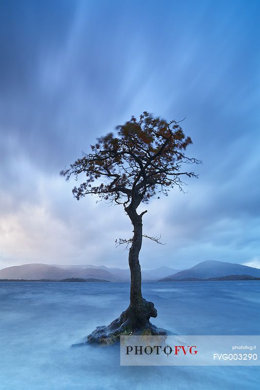 A fascinating scot pine is standing in the middle of the lake while a storm is approaching the landscape