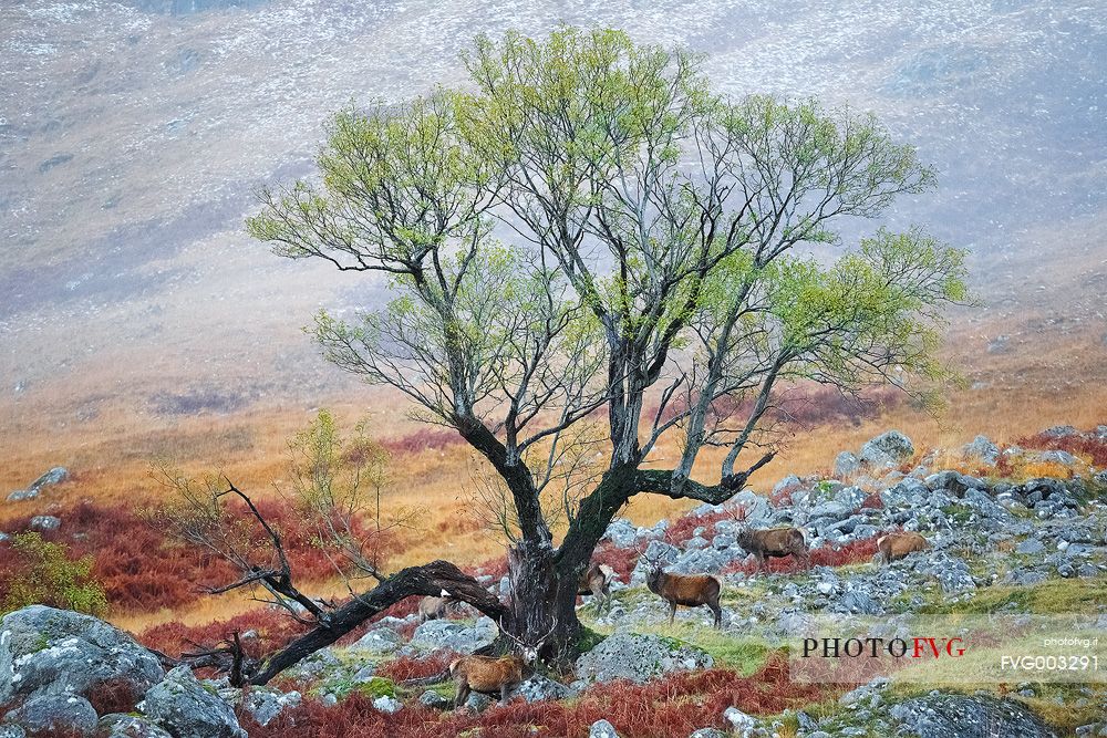 Deers enjoy the Autumn landscape