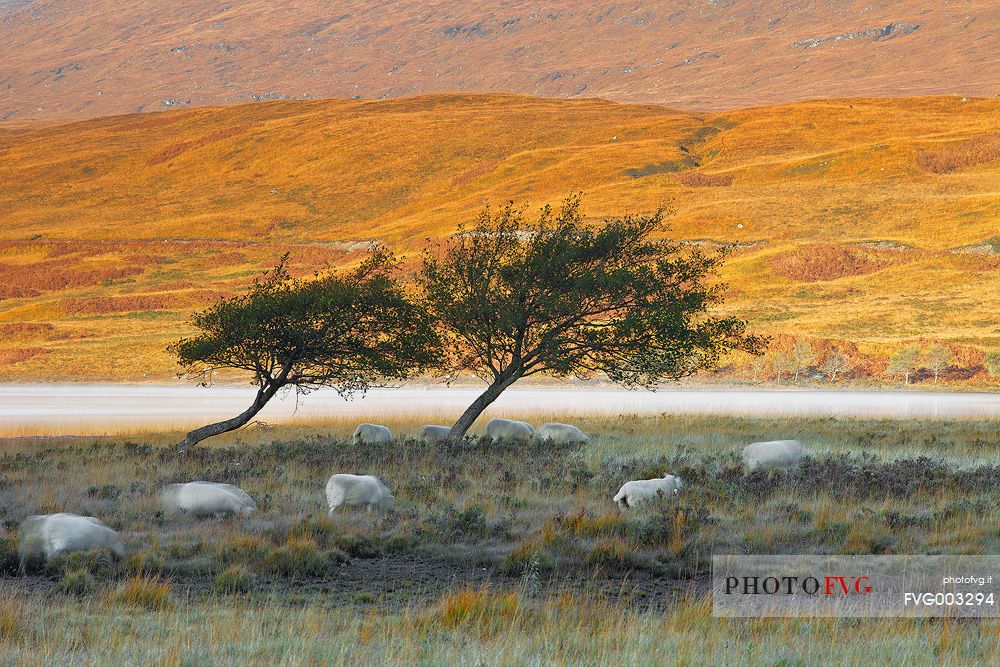 A group of sheeps graze during a cold morning