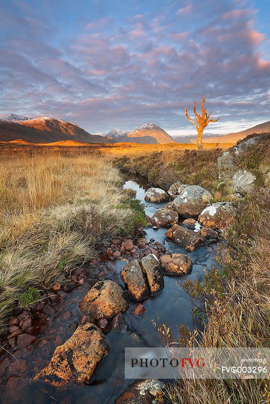 The fascinating Skeleton tree. This iconic tree has been one the most portraited plant in the uk