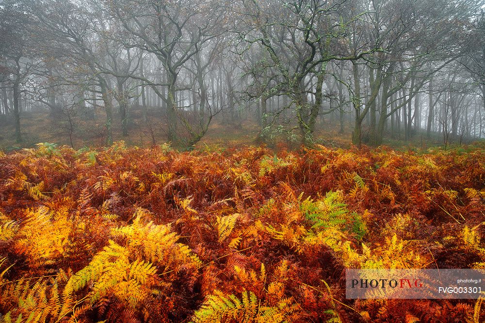 Trees, fern and fog shape the perfect picture of Autumn