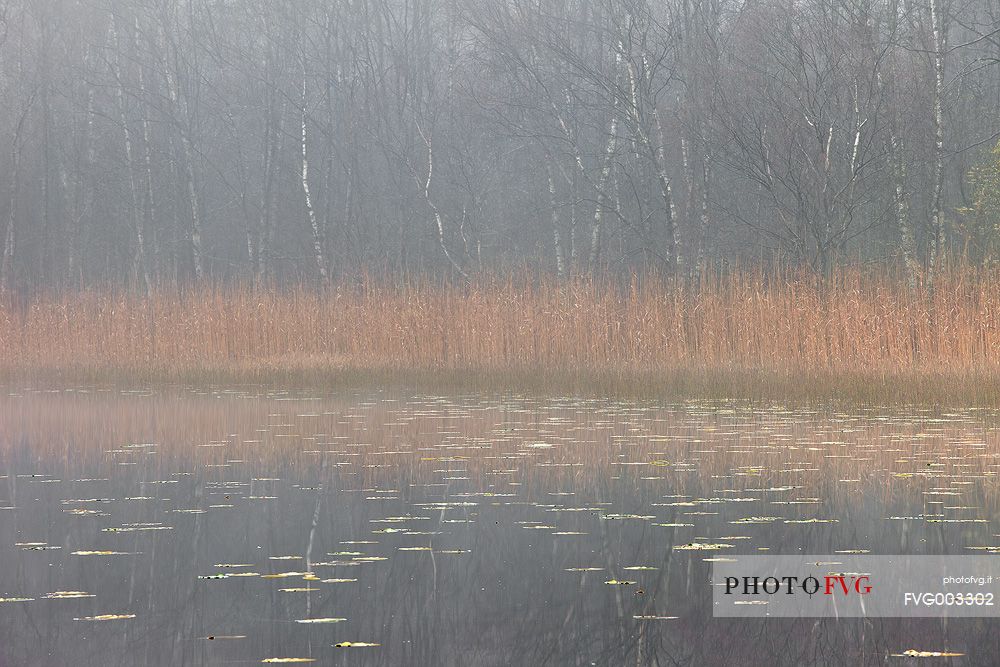 Trees and fog shape the perfect picture of Autumn