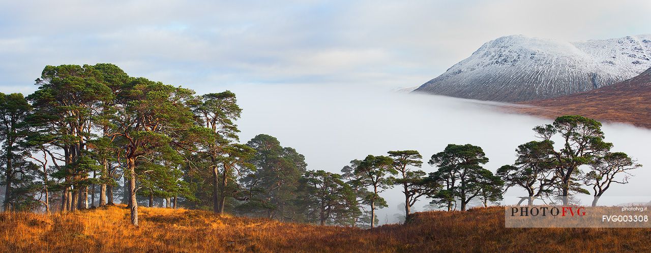 Scot Pines embraced by the fog above the hills