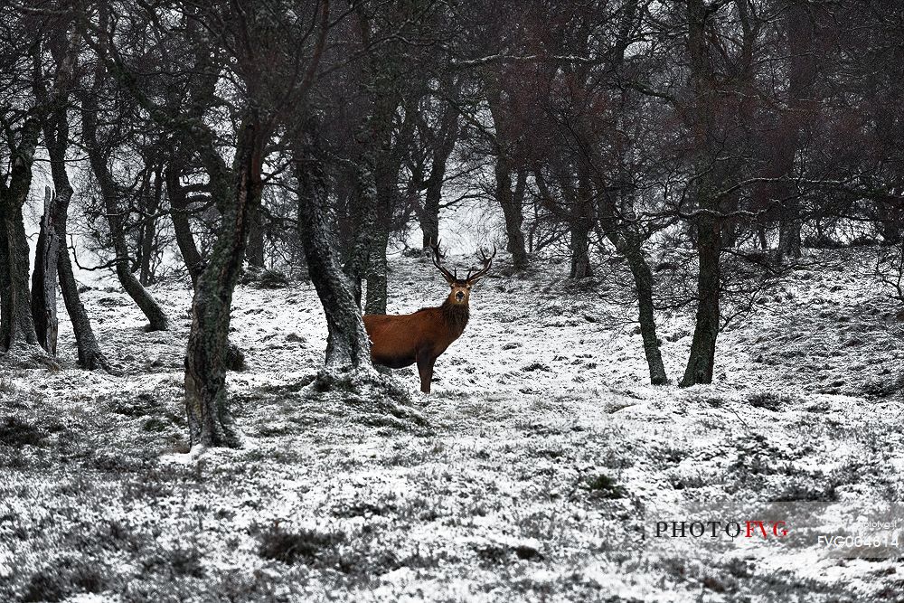 Epic and poetic winter at Braemar where the forest became magic during a snowy day