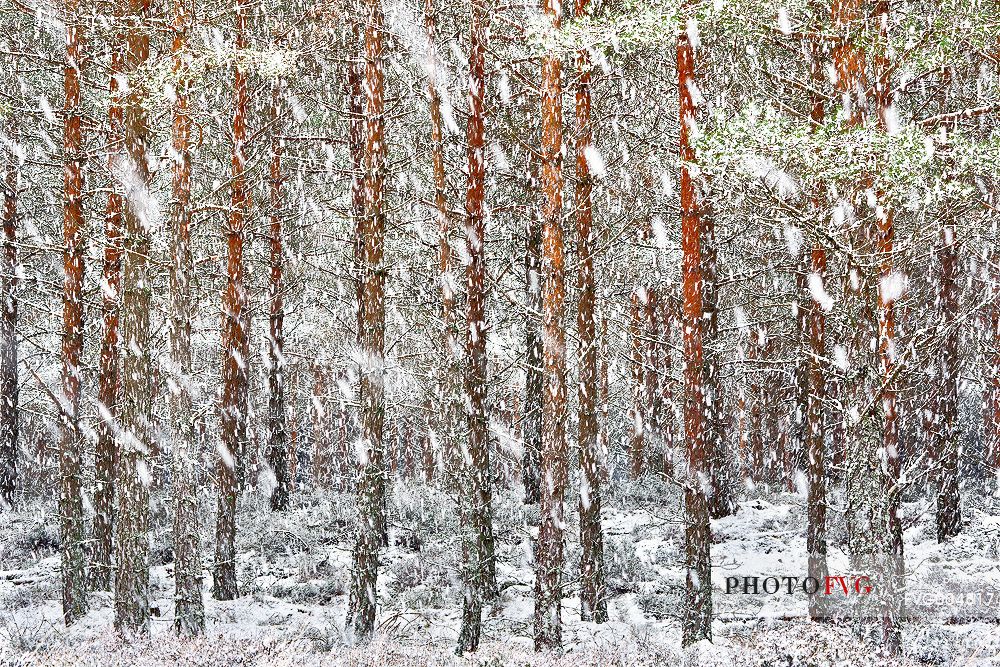 Epic and poetic winter at Braemar where the forest became magic during a snowy day