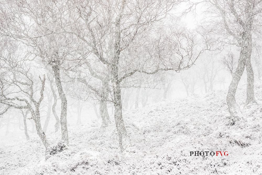 Epic and poetic winter at Braemar where the forest became magic during a snowy day