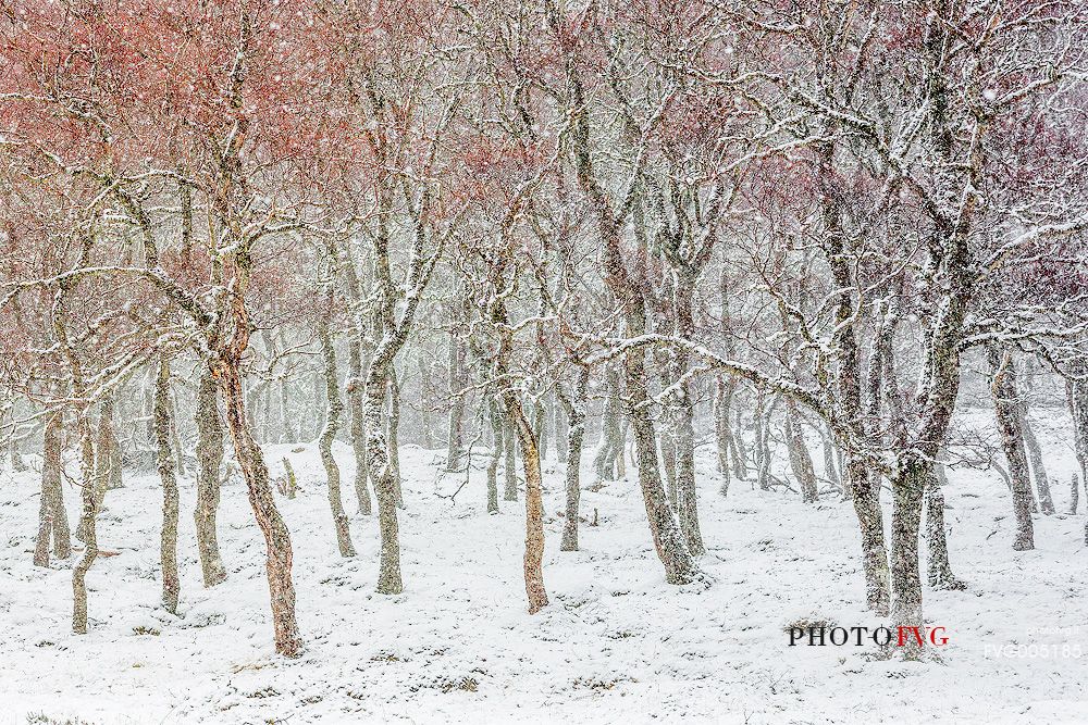 Epic and poetic winter at Braemar where the forest became magic during a snowy day