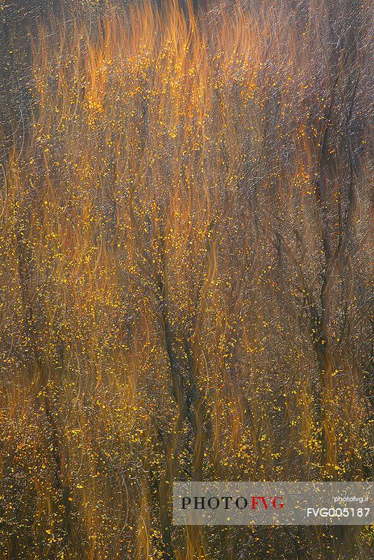 Silver Birches looks like flames at sunrise time