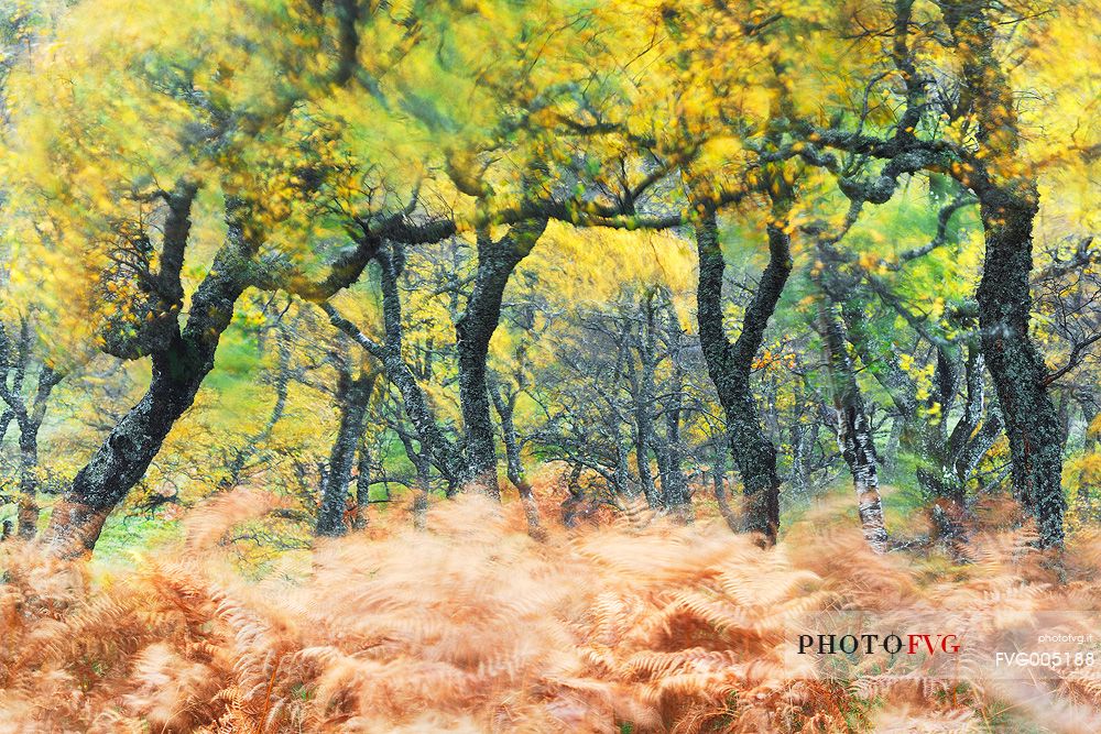 Wind blows through the Autumn Colors to create a Natural Painting