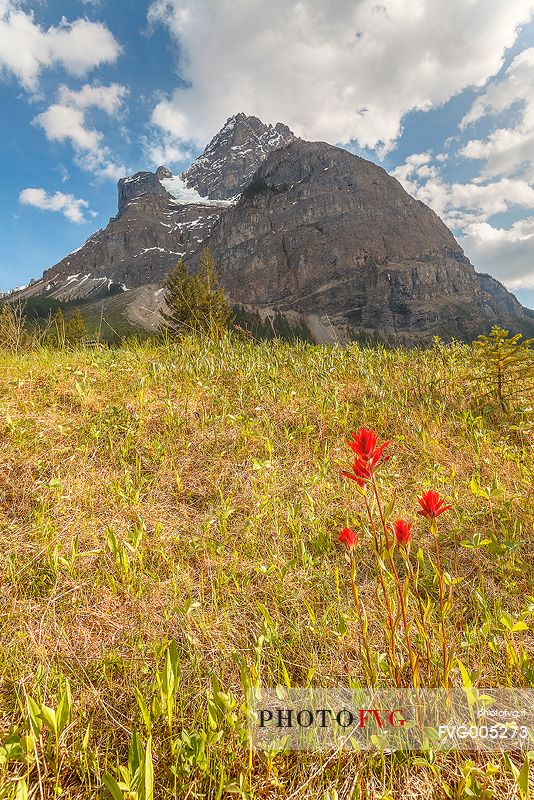 The first Indian Paintbrush blossom at Yoho