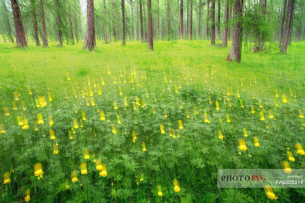 The first Flowers blooming of  the summer are in a forest very close to Cortina