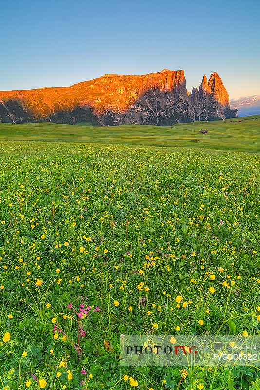 Sciliar plateau illuminated by the sunrise light during the summer time