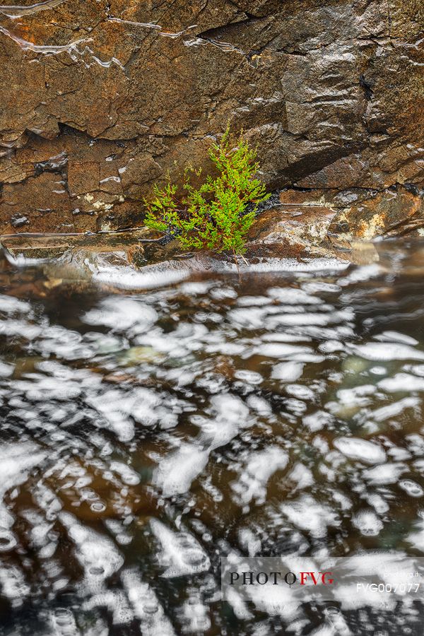 A lonely and shining plant hiding on the rocks