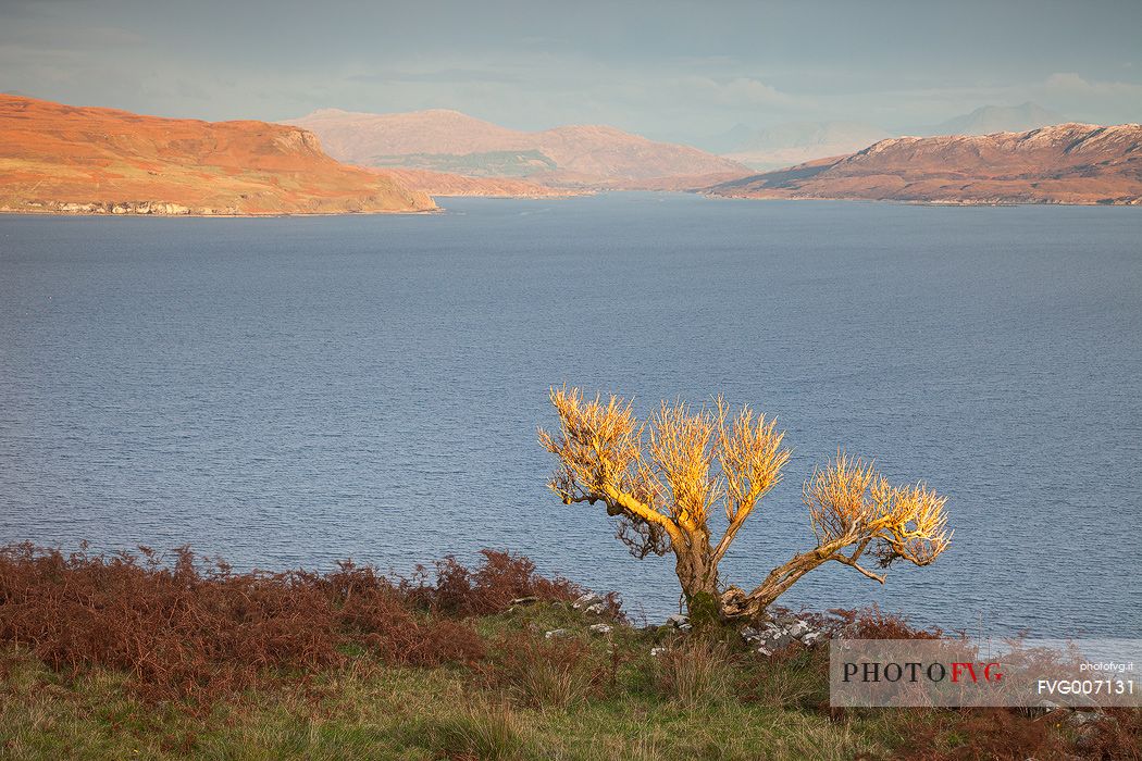 The last light in the afternoon kissed the branches of a lonely tree