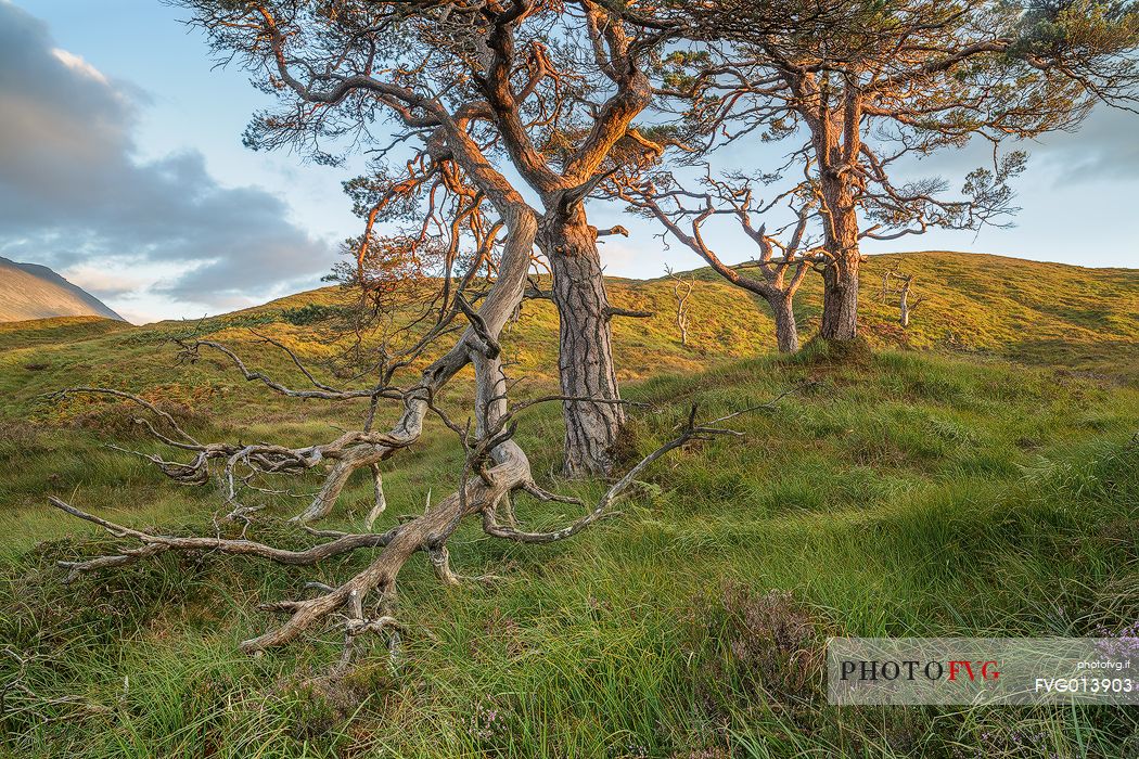A group of scot pines above the hill of glencoe at sunset time 