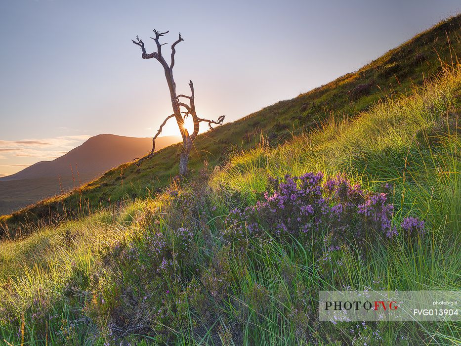 The rays of light going through the scot pine branches light up the heather