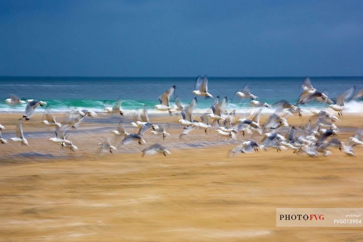 The flight of seagulls on the beach