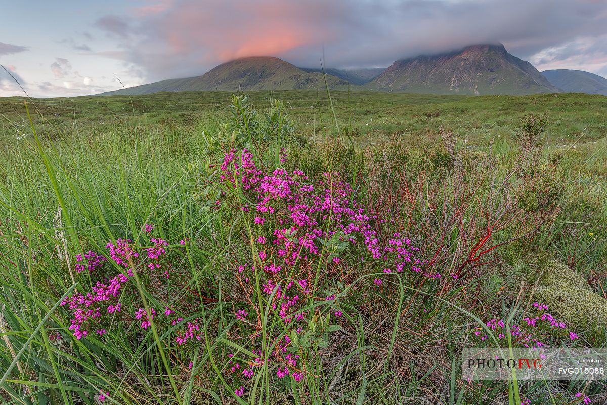 At Rannoch moor during summer time there are various blooming of which Heather is probably one of the most colorful flower