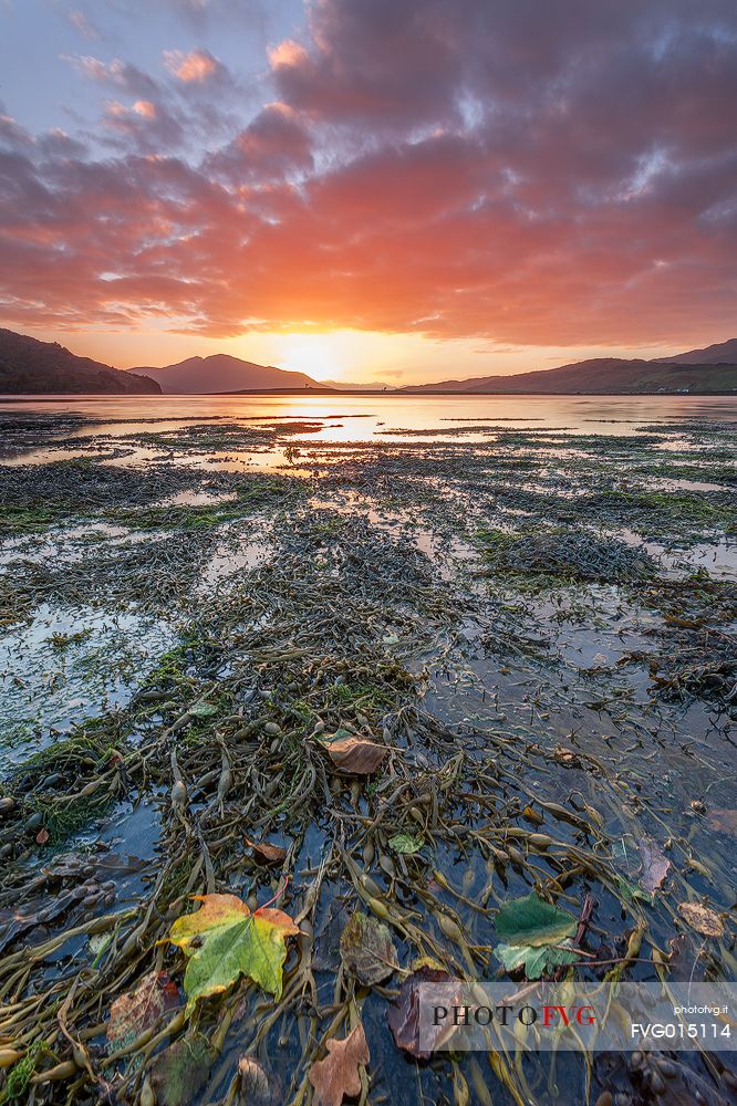 An autumnal leave stand at the sunset on an ocean of seaweeds