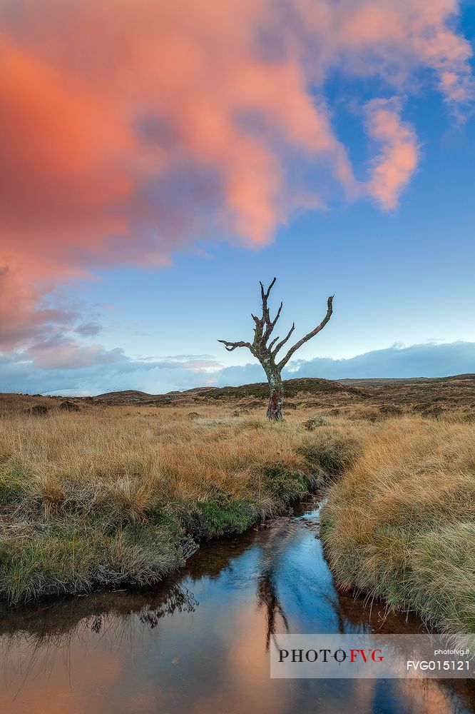 Skeleton Tree at sunset time and its reflection in the puddle