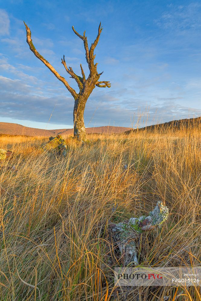 This tree has been one the most iconic of United Kingdom. 