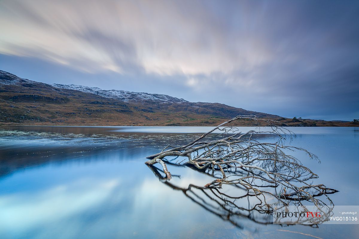 Part of a plant stands in the lake and it becomes a sort of creature of the lake