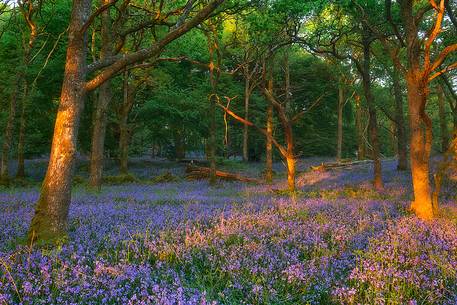 Bluebells in Carstramon Wood