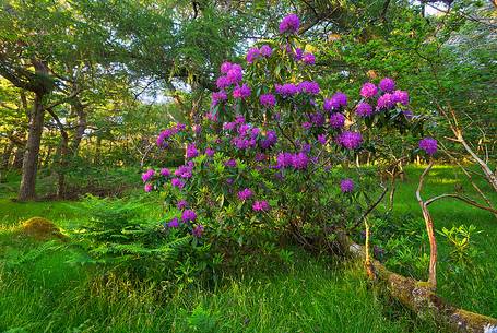 Rhododendron bush in June