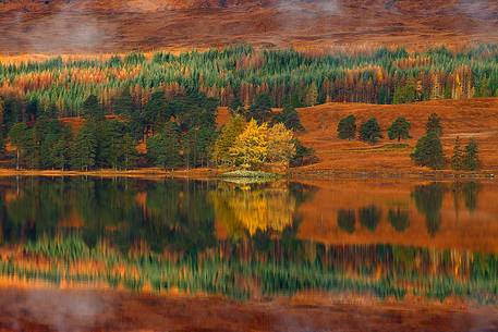 Larch trees at Loch Tulla at dawn