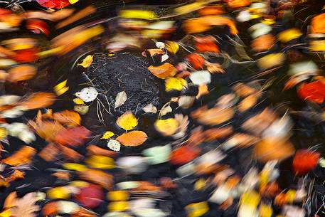 Swirling autumn leaves, Poolewe