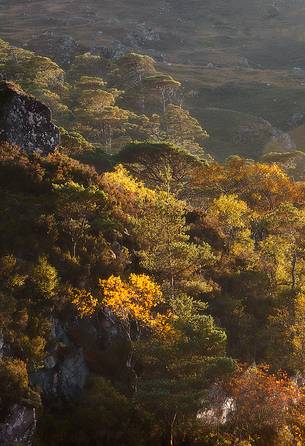 Larch trees in autumn