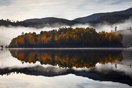 Fog and larch trees in autumn