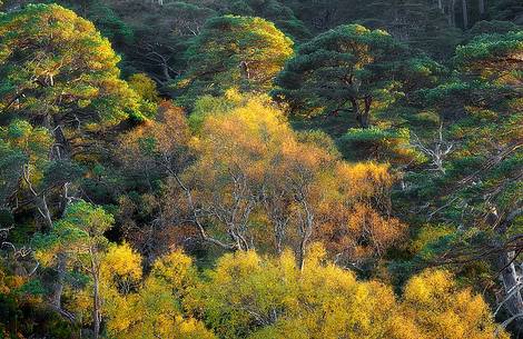 Scots pines and birches in autumn