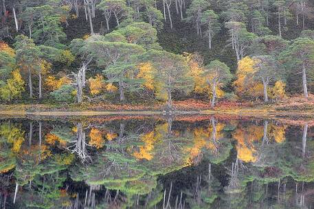 Scots pines reflected in the lake in autumn