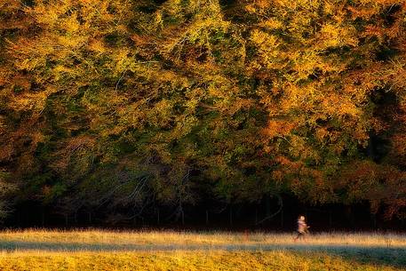 Walker in Renfrewshire in autumn