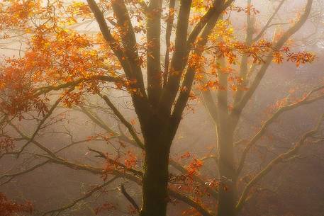 Sunlight through the trees in the Trossachs