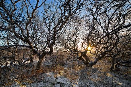 The sun rises through the trees branches