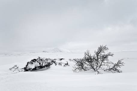 A tree coming through the snow on the lava filed