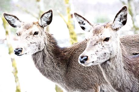 Two young deers together enjoying the scottish Winter